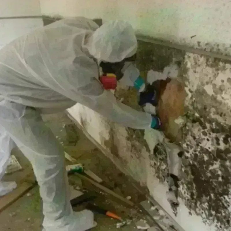 Mold Remediation and Removal in Ogden, IA